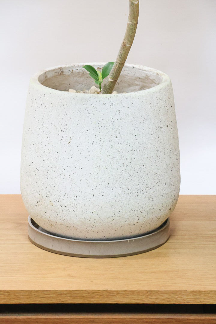 【ファグラエア バリエガタ】きれいに整った樹形！かなりレアな斑入り種です!日陰に強く育てやすい！