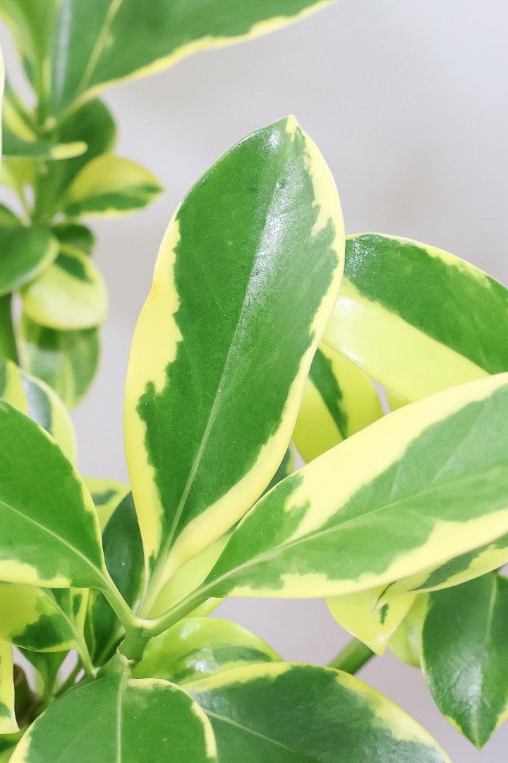 【ファグラエア バリエガタ】きれいに整った樹形！かなりレアな斑入り種です!日陰に強く育てやすい！