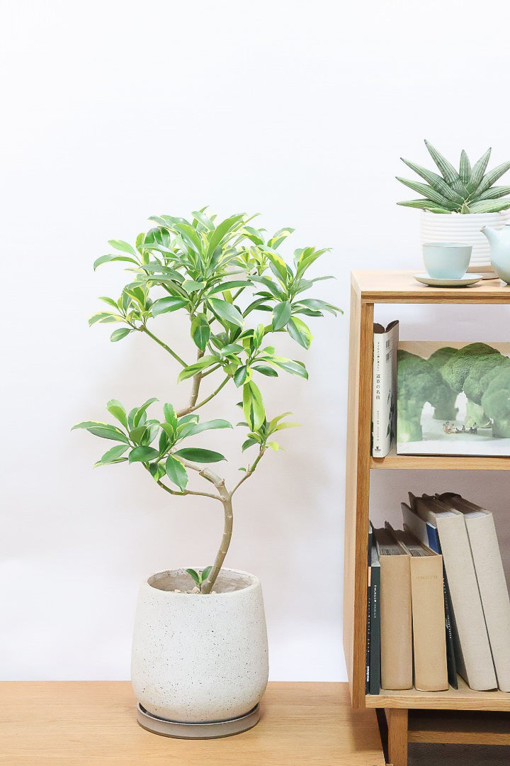 【ファグラエア バリエガタ】きれいに整った樹形！かなりレアな斑入り種です!日陰に強く育てやすい！