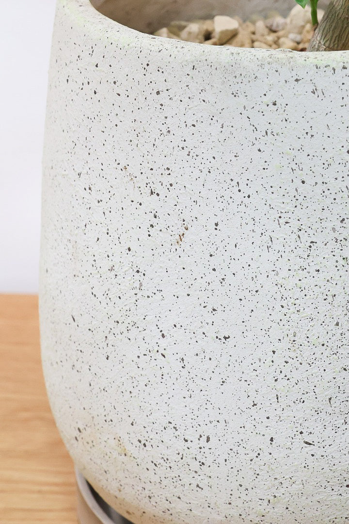 【ファグラエア バリエガタ】きれいに整った樹形！かなりレアな斑入り種です!日陰に強く育てやすい！