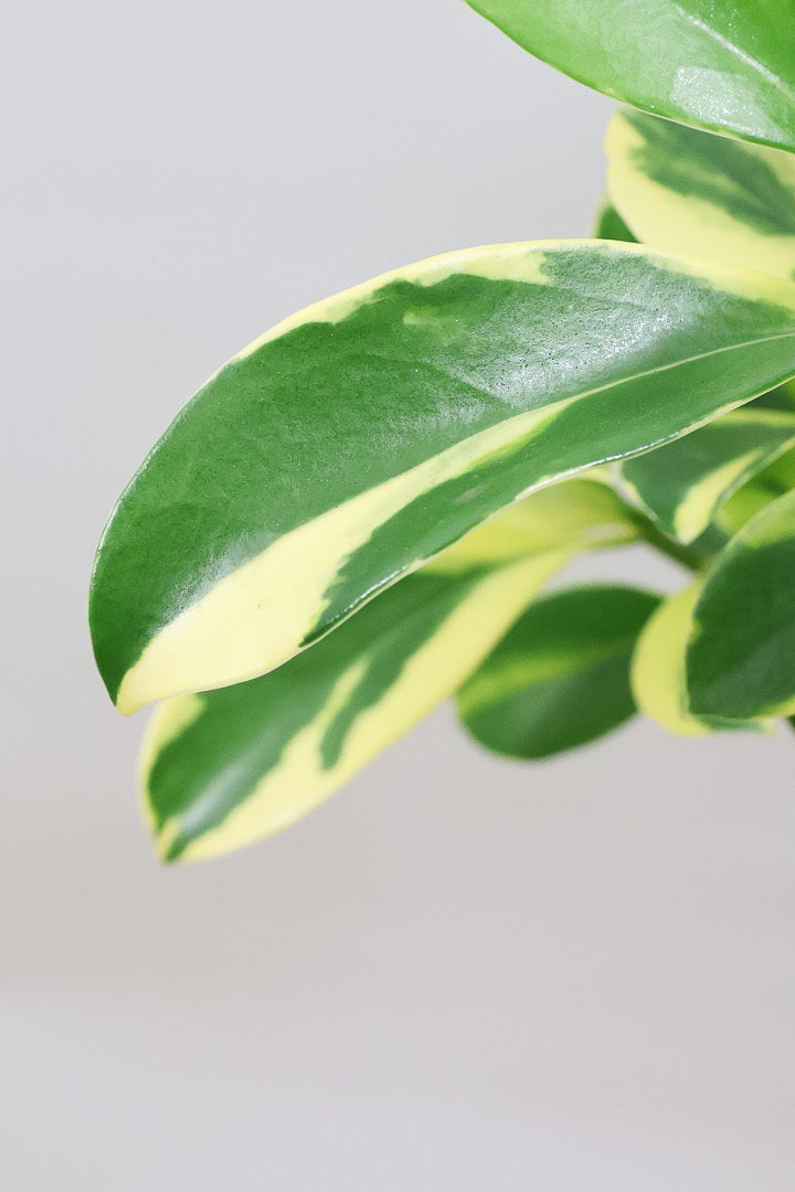 【ファグラエア バリエガタ】きれいに整った樹形！かなりレアな斑入り種です!日陰に強く育てやすい！