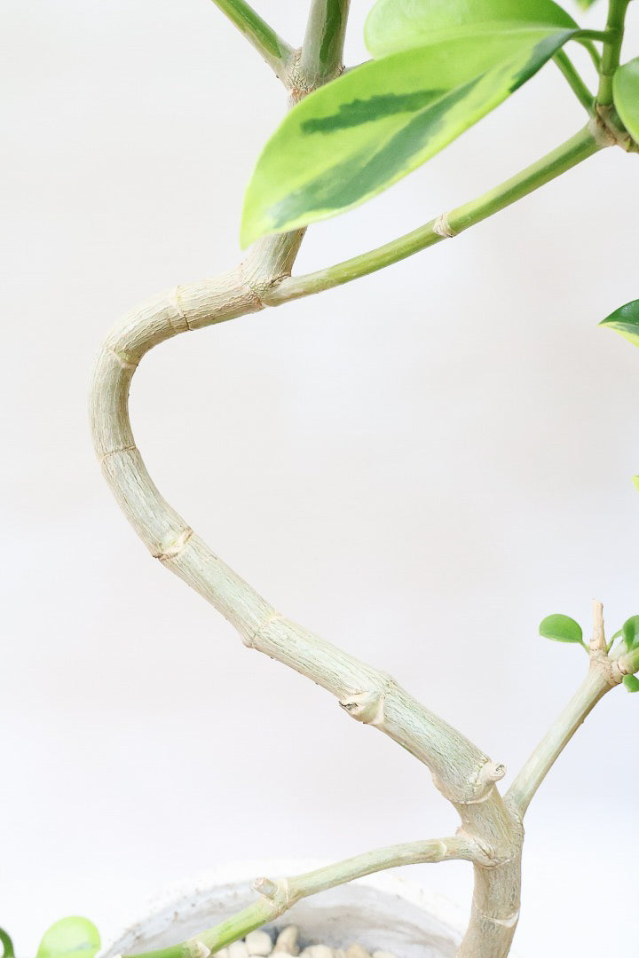 【ファグラエア バリエガタ】きれいに整った樹形！かなりレアな斑入り種です!日陰に強く育てやすい！