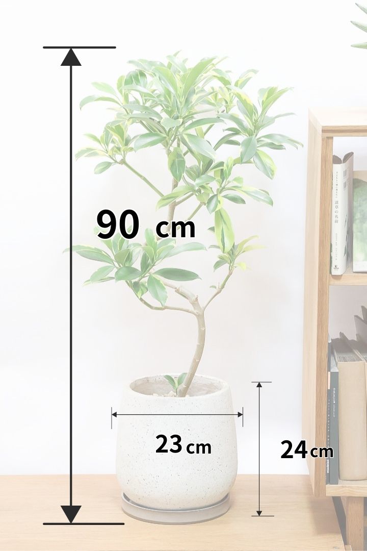 【ファグラエア バリエガタ】きれいに整った樹形！かなりレアな斑入り種です!日陰に強く育てやすい！