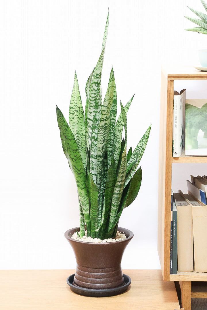 【サンスベリア ゼラニカ】ちょっとだけ和テイストな鉢にしてみました！シックな色合いの葉が人気。贈り物にも人気の観葉植物です！