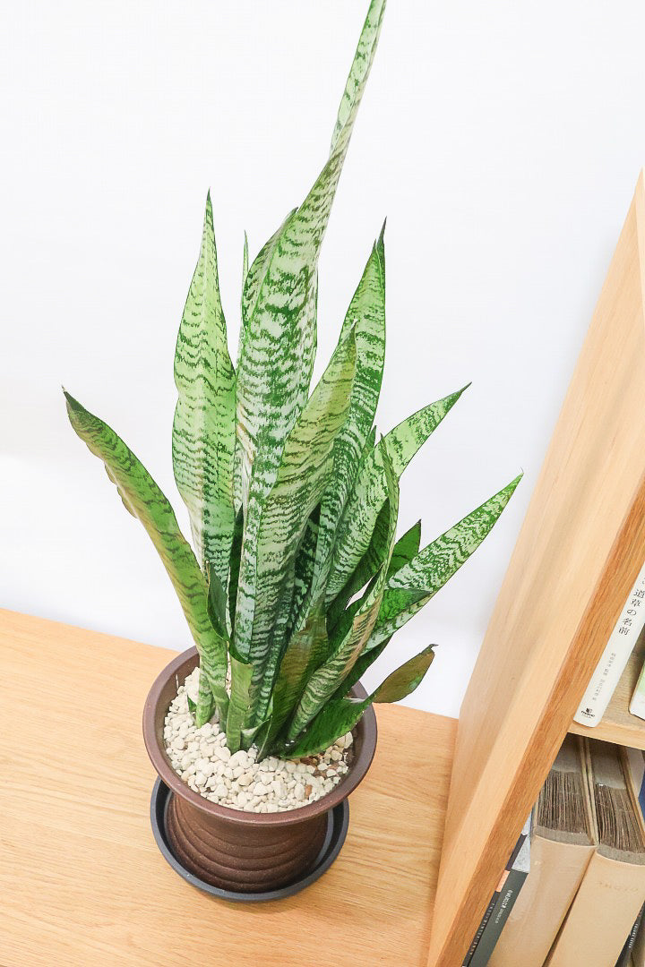 【サンスベリア ゼラニカ】ちょっとだけ和テイストな鉢にしてみました！シックな色合いの葉が人気。贈り物にも人気の観葉植物です！