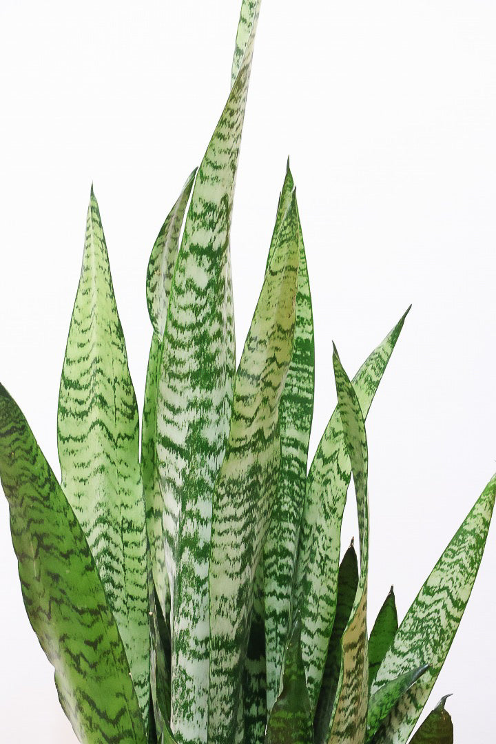 【サンスベリア ゼラニカ】ちょっとだけ和テイストな鉢にしてみました！シックな色合いの葉が人気。贈り物にも人気の観葉植物です！