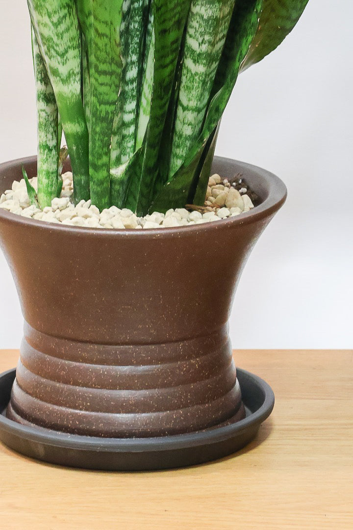 【サンスベリア ゼラニカ】ちょっとだけ和テイストな鉢にしてみました！シックな色合いの葉が人気。贈り物にも人気の観葉植物です！