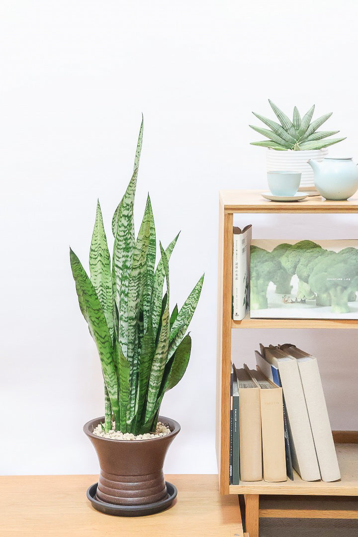 【サンスベリア ゼラニカ】ちょっとだけ和テイストな鉢にしてみました！シックな色合いの葉が人気。贈り物にも人気の観葉植物です！