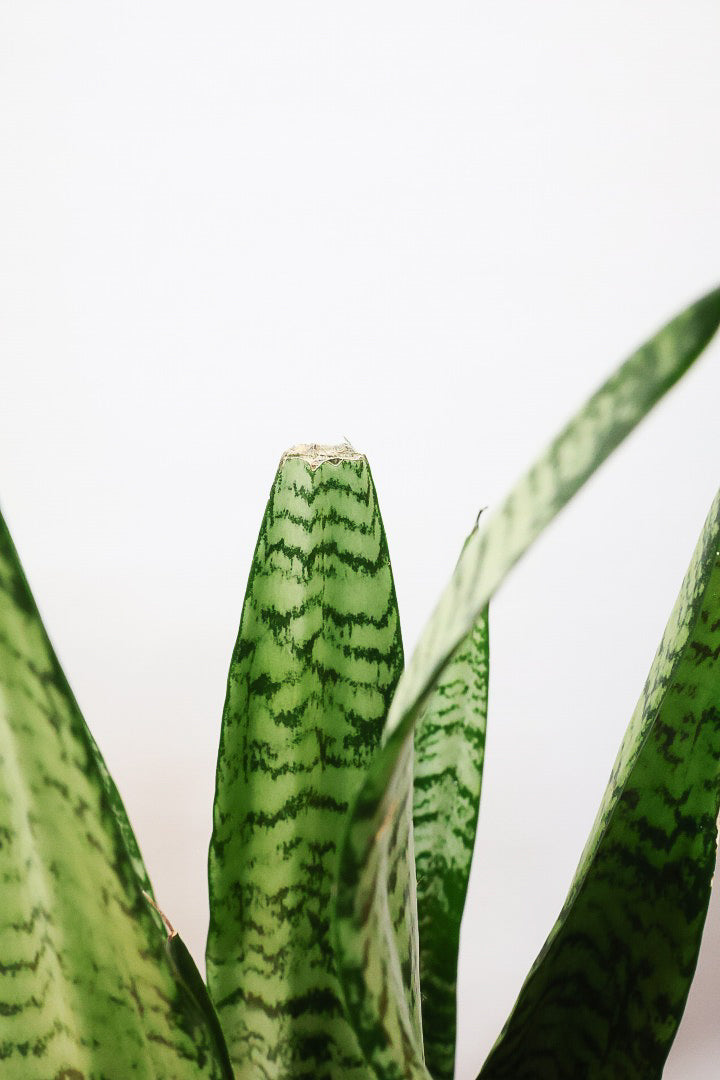 【サンスベリア ゼラニカ】ちょっとだけ和テイストな鉢にしてみました！シックな色合いの葉が人気。贈り物にも人気の観葉植物です！