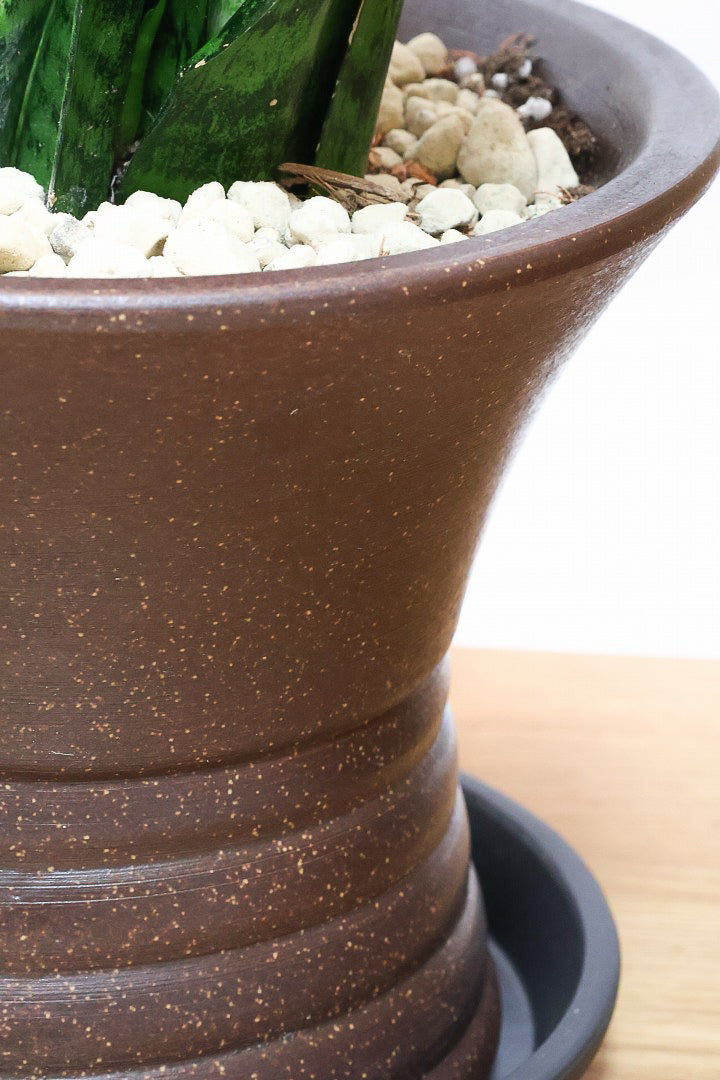 【サンスベリア ゼラニカ】ちょっとだけ和テイストな鉢にしてみました！シックな色合いの葉が人気。贈り物にも人気の観葉植物です！