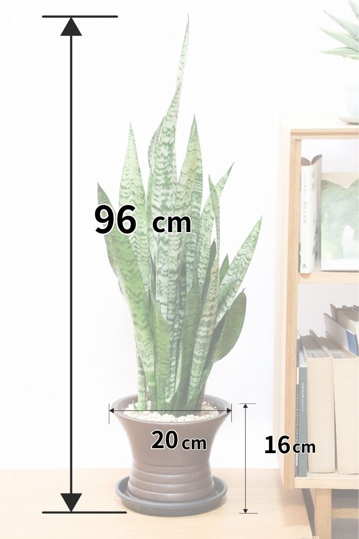 サンスベリア ゼラニカBR61008| 観葉植物の通信販売 | APEGO(アペーゴ)