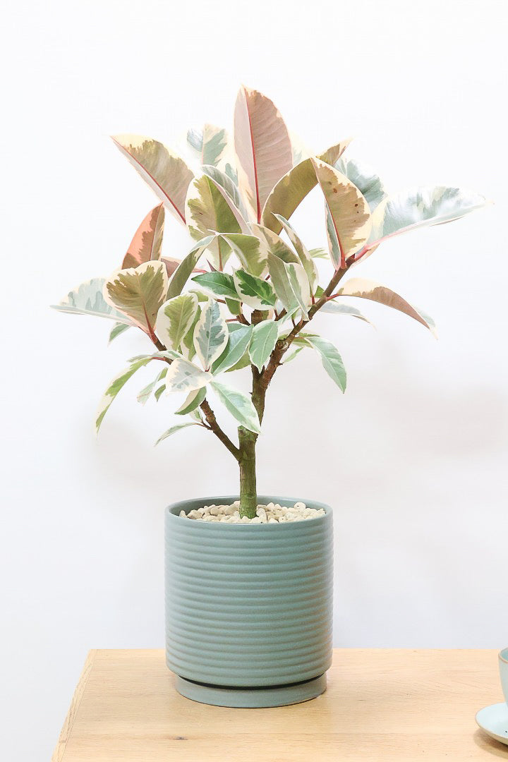 【フィカス ティネケ】良いサイズ。幹も太くて葉付きも良いので、これくらいのサイズが一番いいと思うんですよね