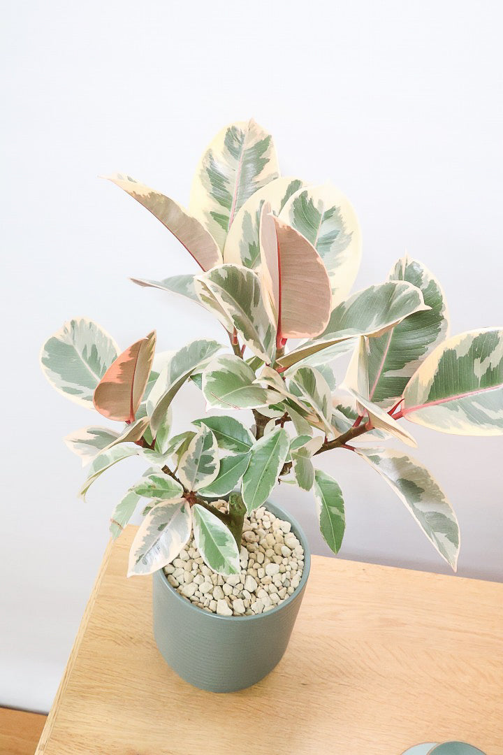 【フィカス ティネケ】良いサイズ。幹も太くて葉付きも良いので、これくらいのサイズが一番いいと思うんですよね