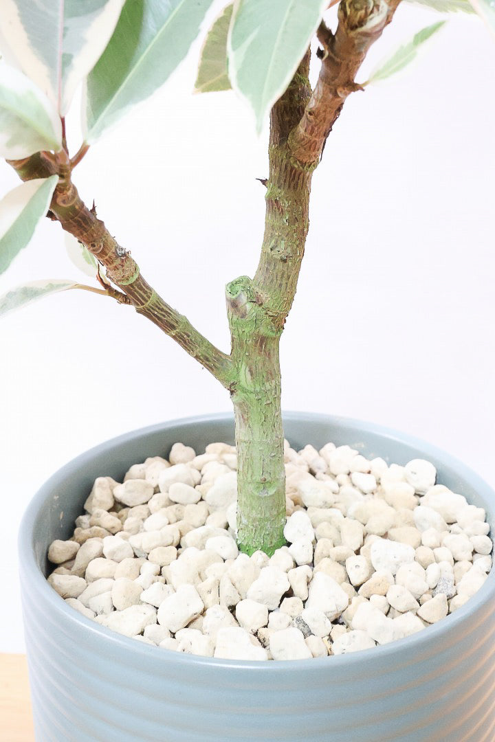 【フィカス ティネケ】良いサイズ。幹も太くて葉付きも良いので、これくらいのサイズが一番いいと思うんですよね