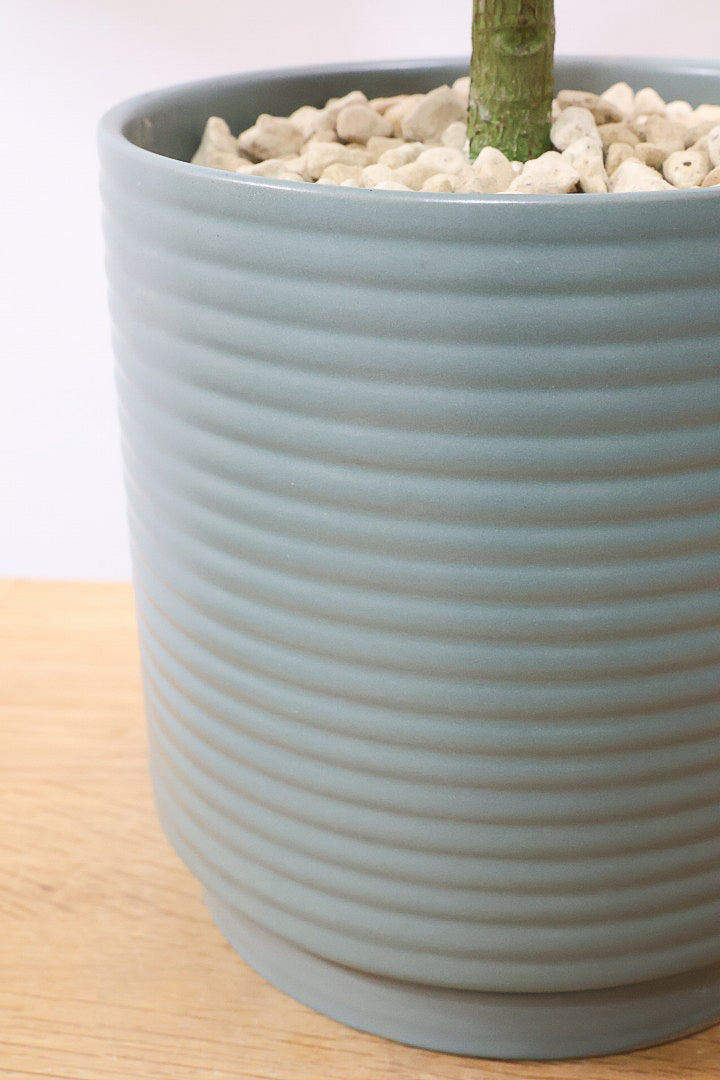 【フィカス ティネケ】良いサイズ。幹も太くて葉付きも良いので、これくらいのサイズが一番いいと思うんですよね