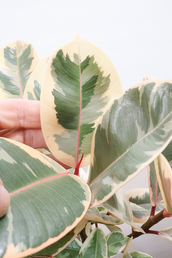 【フィカス ティネケ】良いサイズ。幹も太くて葉付きも良いので、これくらいのサイズが一番いいと思うんですよね