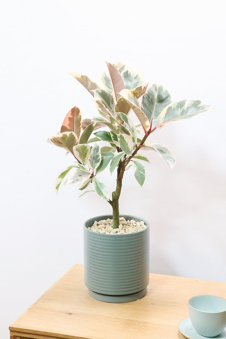 【フィカス ティネケ】良いサイズ。幹も太くて葉付きも良いので、これくらいのサイズが一番いいと思うんですよね