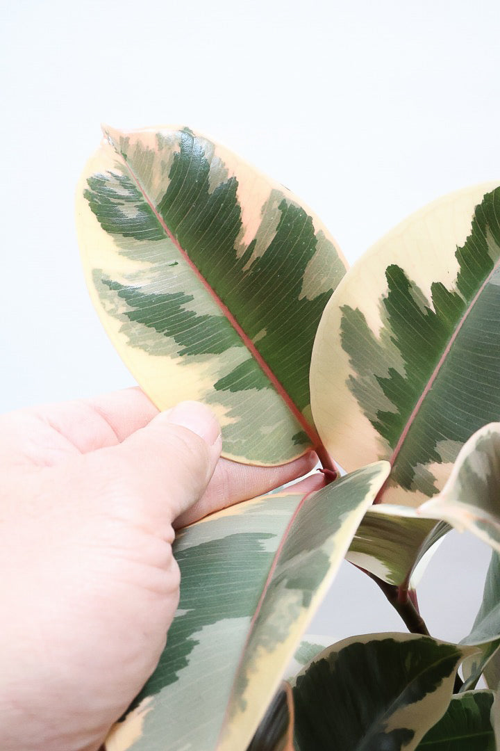 【フィカス ティネケ】良いサイズ。幹も太くて葉付きも良いので、これくらいのサイズが一番いいと思うんですよね