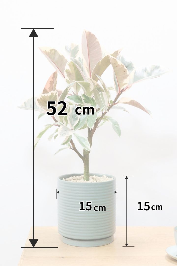 【フィカス ティネケ】良いサイズ。幹も太くて葉付きも良いので、これくらいのサイズが一番いいと思うんですよね