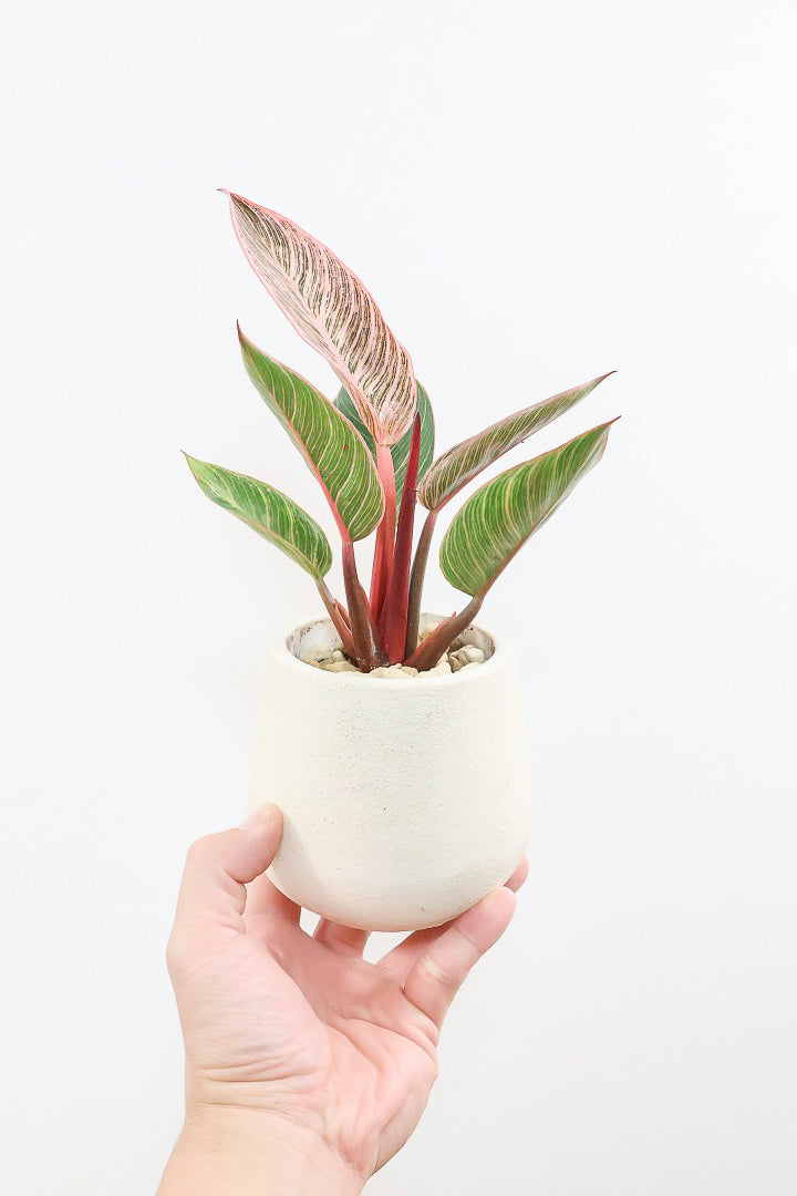 【フィロデンドロン ピンクバーキン】かわいいミニサイズです！葉色が美しくバランスが良い感じですのでぜひご検討ください！