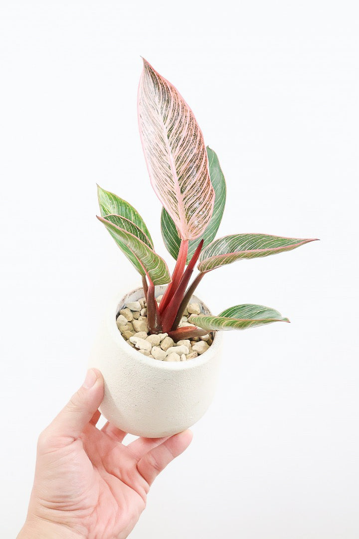 【フィロデンドロン ピンクバーキン】かわいいミニサイズです！葉色が美しくバランスが良い感じですのでぜひご検討ください！