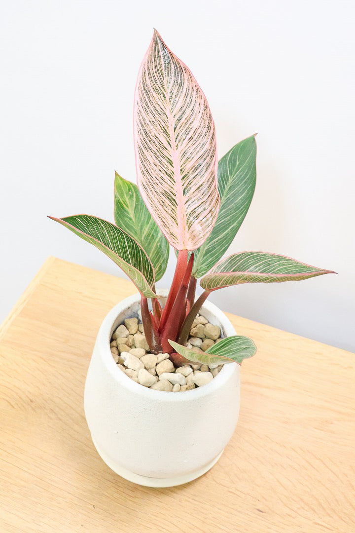 【フィロデンドロン ピンクバーキン】かわいいミニサイズです！葉色が美しくバランスが良い感じですのでぜひご検討ください！