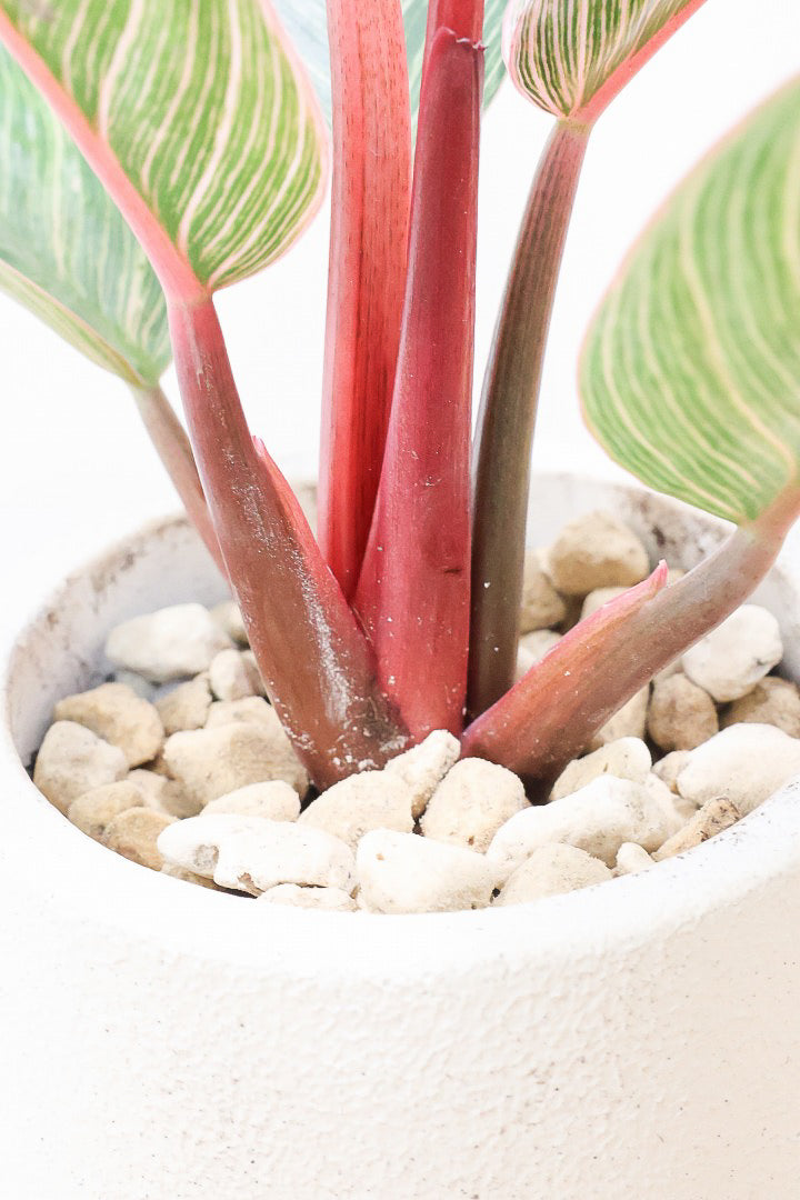 【フィロデンドロン ピンクバーキン】かわいいミニサイズです！葉色が美しくバランスが良い感じですのでぜひご検討ください！