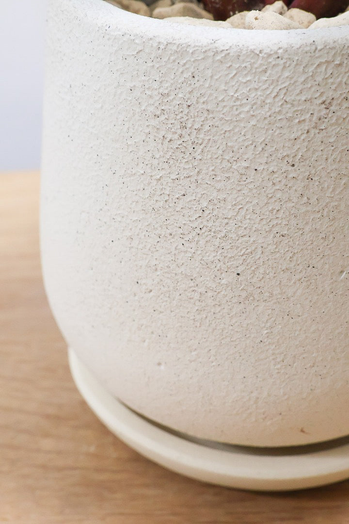 【フィロデンドロン ピンクバーキン】かわいいミニサイズです！葉色が美しくバランスが良い感じですのでぜひご検討ください！