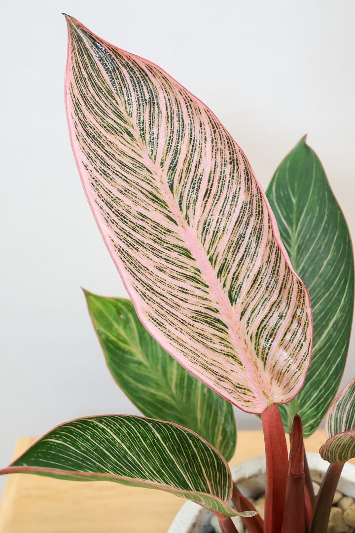 【フィロデンドロン ピンクバーキン】かわいいミニサイズです！葉色が美しくバランスが良い感じですのでぜひご検討ください！