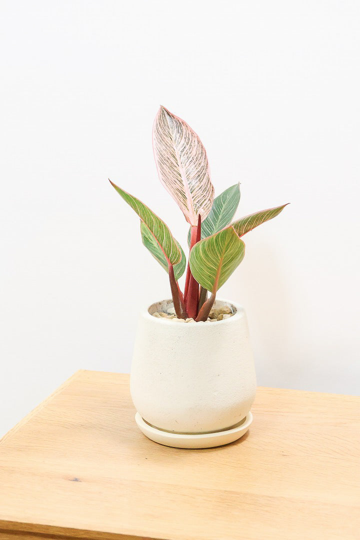 【フィロデンドロン ピンクバーキン】かわいいミニサイズです！葉色が美しくバランスが良い感じですのでぜひご検討ください！