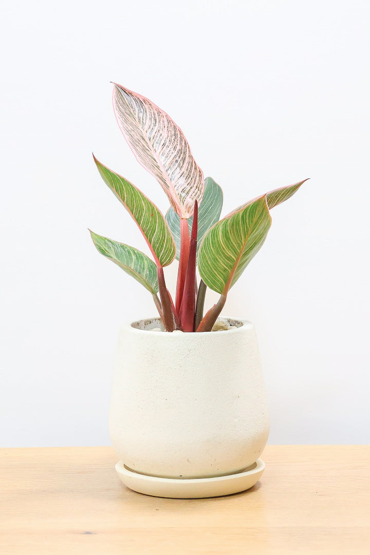 【フィロデンドロン ピンクバーキン】かわいいミニサイズです！葉色が美しくバランスが良い感じですのでぜひご検討ください！