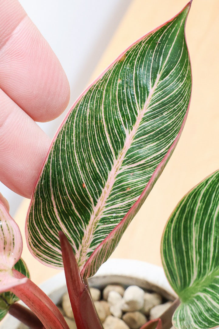 【フィロデンドロン ピンクバーキン】かわいいミニサイズです！葉色が美しくバランスが良い感じですのでぜひご検討ください！