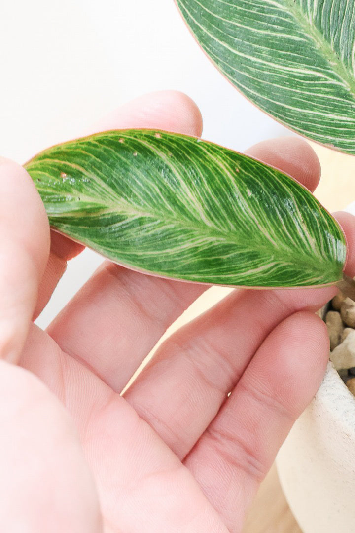 【フィロデンドロン ピンクバーキン】かわいいミニサイズです！葉色が美しくバランスが良い感じですのでぜひご検討ください！