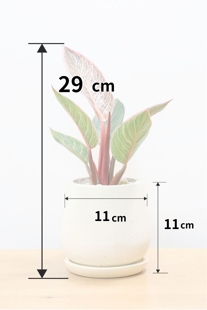 【フィロデンドロン ピンクバーキン】かわいいミニサイズです！葉色が美しくバランスが良い感じですのでぜひご検討ください！