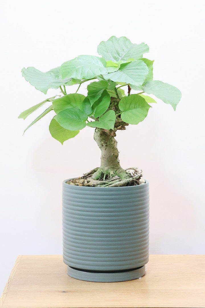 ウンベラータGR61012| 観葉植物の通信販売 | APEGO(アペーゴ)