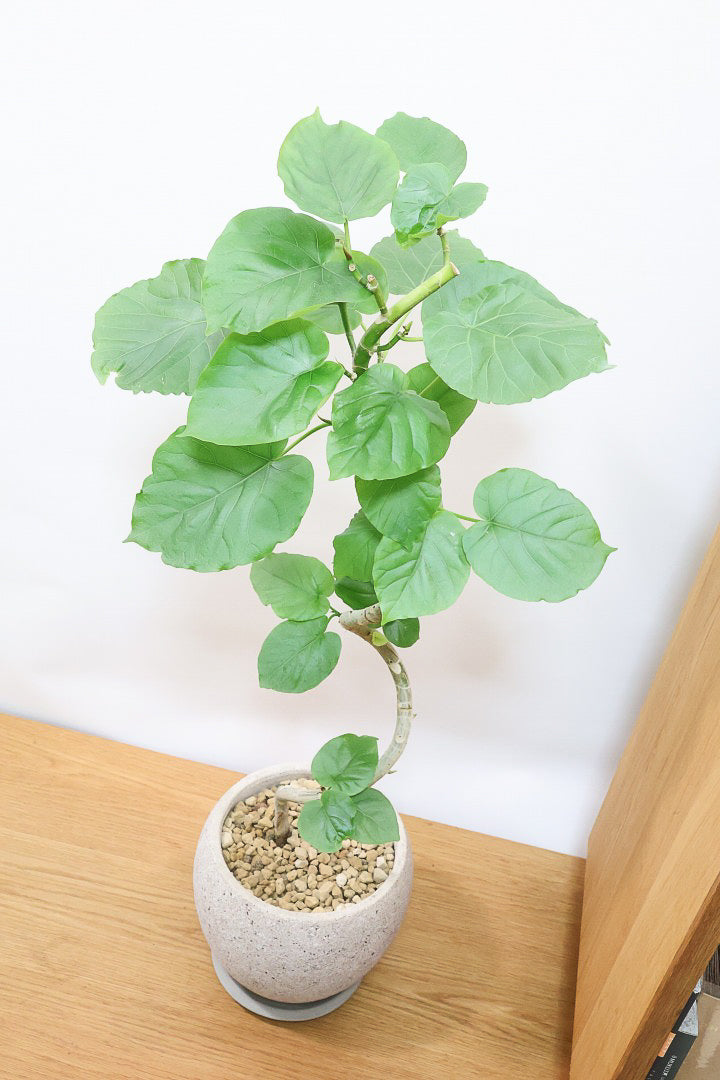 【ウンベラータ】曲り樹形の名手でもある生産者さんが手塩に掛けたバランスの良い素晴らしい樹形です！幹のクネクネがGOOD！