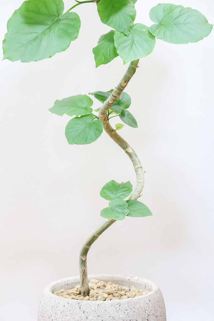 【ウンベラータ】曲り樹形の名手でもある生産者さんが手塩に掛けたバランスの良い素晴らしい樹形です！幹のクネクネがGOOD！