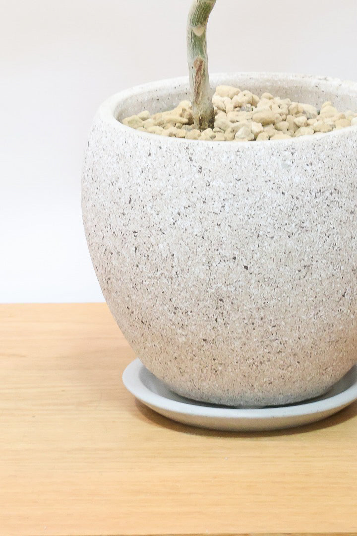 【ウンベラータ】曲り樹形の名手でもある生産者さんが手塩に掛けたバランスの良い素晴らしい樹形です！幹のクネクネがGOOD！