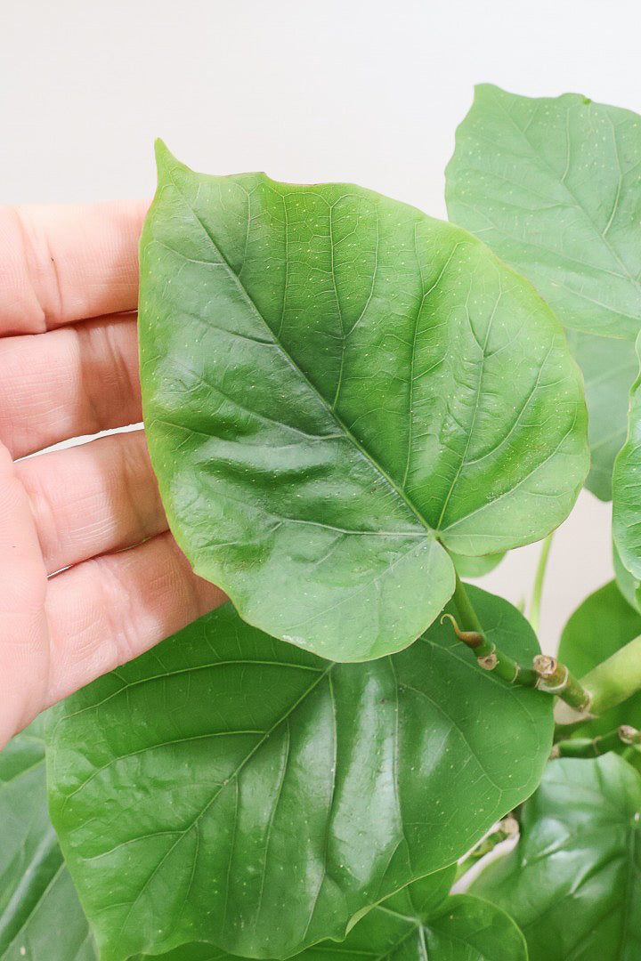 【ウンベラータ】曲り樹形の名手でもある生産者さんが手塩に掛けたバランスの良い素晴らしい樹形です！幹のクネクネがGOOD！