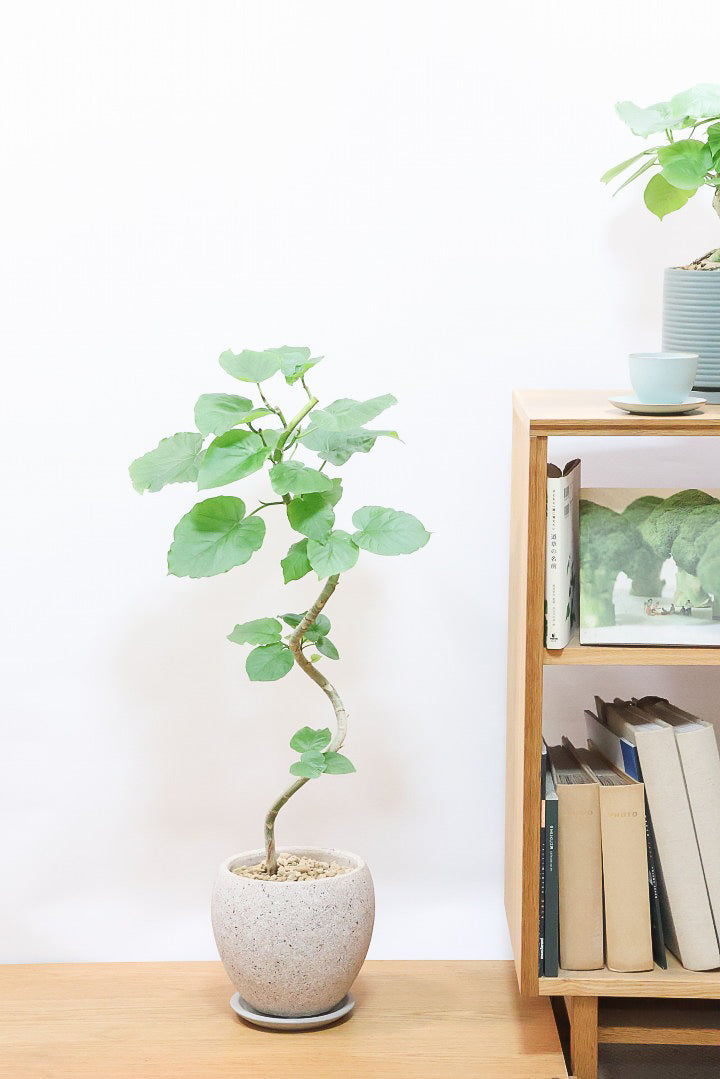 【ウンベラータ】曲り樹形の名手でもある生産者さんが手塩に掛けたバランスの良い素晴らしい樹形です！幹のクネクネがGOOD！