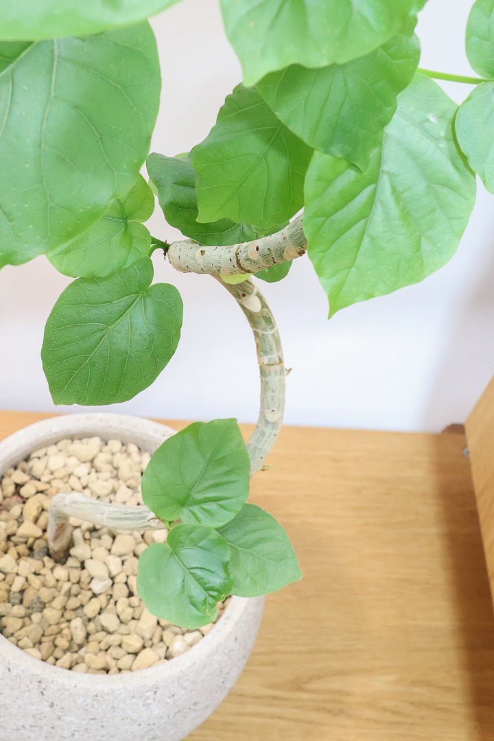 【ウンベラータ】曲り樹形の名手でもある生産者さんが手塩に掛けたバランスの良い素晴らしい樹形です！幹のクネクネがGOOD！