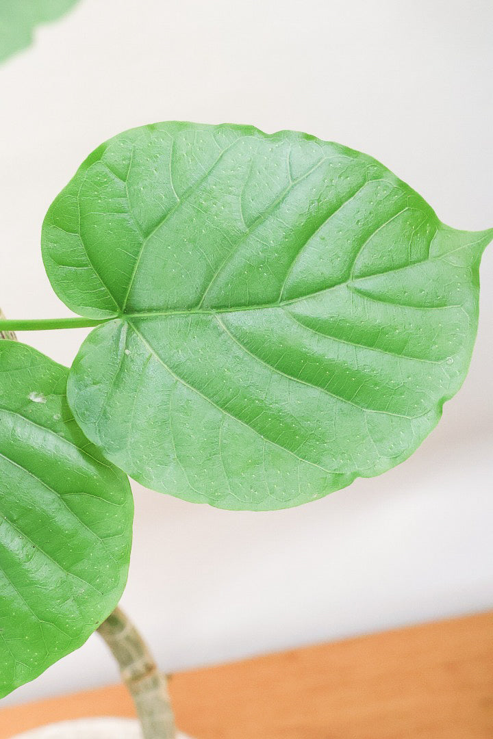 【ウンベラータ】曲り樹形の名手でもある生産者さんが手塩に掛けたバランスの良い素晴らしい樹形です！幹のクネクネがGOOD！