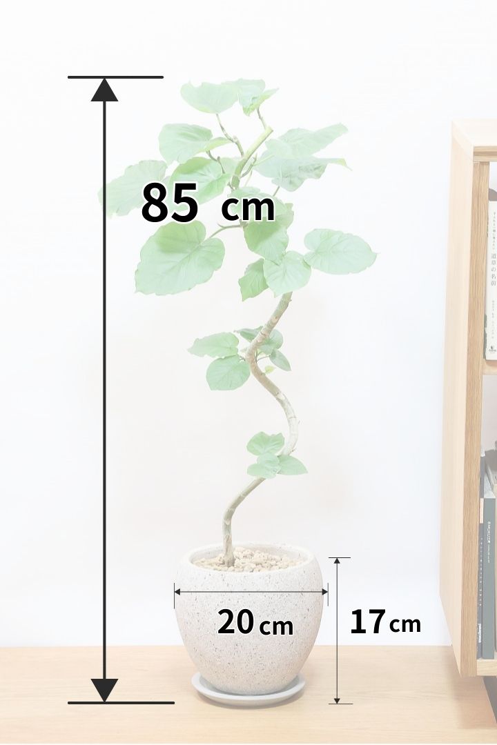 【ウンベラータ】曲り樹形の名手でもある生産者さんが手塩に掛けたバランスの良い素晴らしい樹形です！幹のクネクネがGOOD！