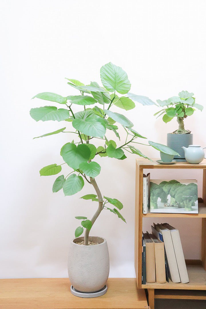 ウンベラータGIV61014| 観葉植物の通信販売 | APEGO(アペーゴ)