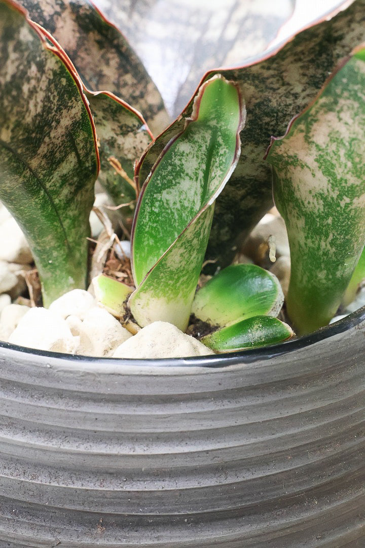 【サンスベリア キルキー】希少な大きサイズのキルキー！仲良しの生産者さんからいい形のものを分けてもらいました！個性的なフォルムが素敵！