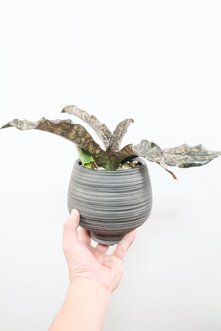 植木鉢　確認用 テラスポットスタンド キャスター付 /A: プランター・シェルフ｜青山