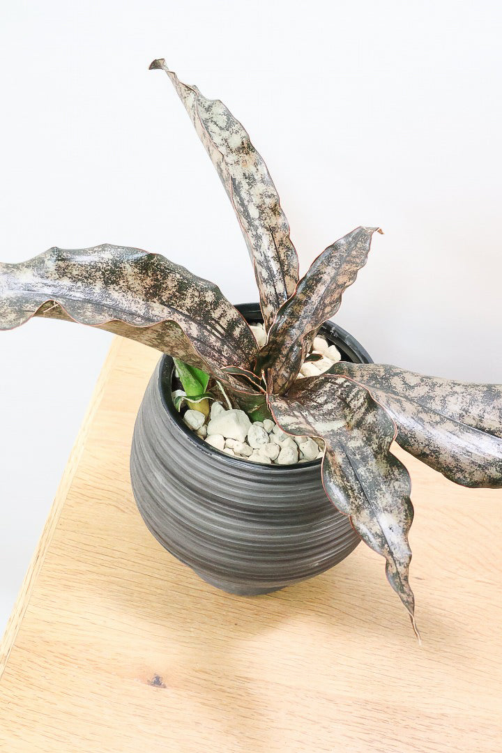 【サンスベリア キルキー】希少な大きサイズのキルキー！仲良しの生産者さんからいい形のものを分けてもらいました！個性的なフォルムが素敵！