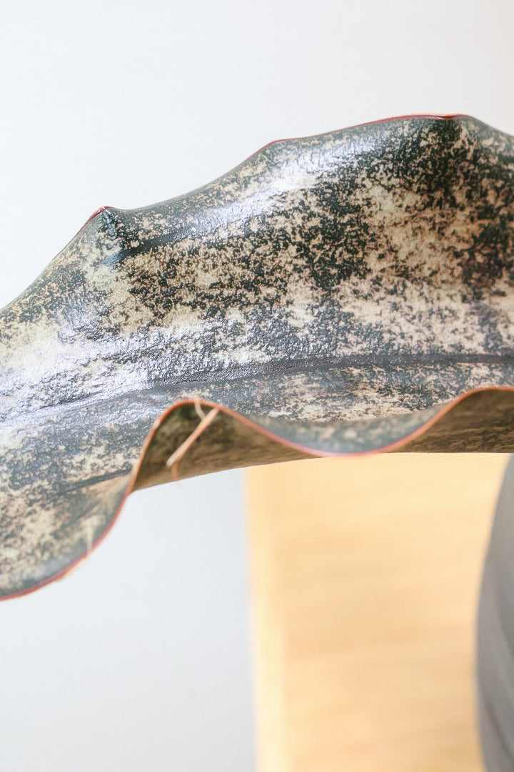 【サンスベリア キルキー】希少な大きサイズのキルキー！仲良しの生産者さんからいい形のものを分けてもらいました！個性的なフォルムが素敵！