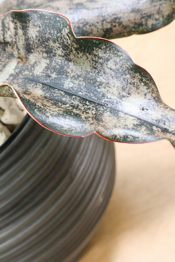 【サンスベリア キルキー】希少な大きサイズのキルキー！仲良しの生産者さんからいい形のものを分けてもらいました！個性的なフォルムが素敵！