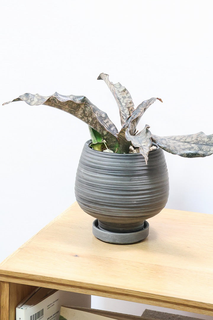 【サンスベリア キルキー】希少な大きサイズのキルキー！仲良しの生産者さんからいい形のものを分けてもらいました！個性的なフォルムが素敵！